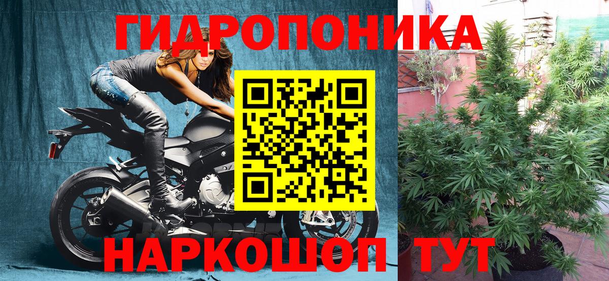 Марихуана сатива Тулун